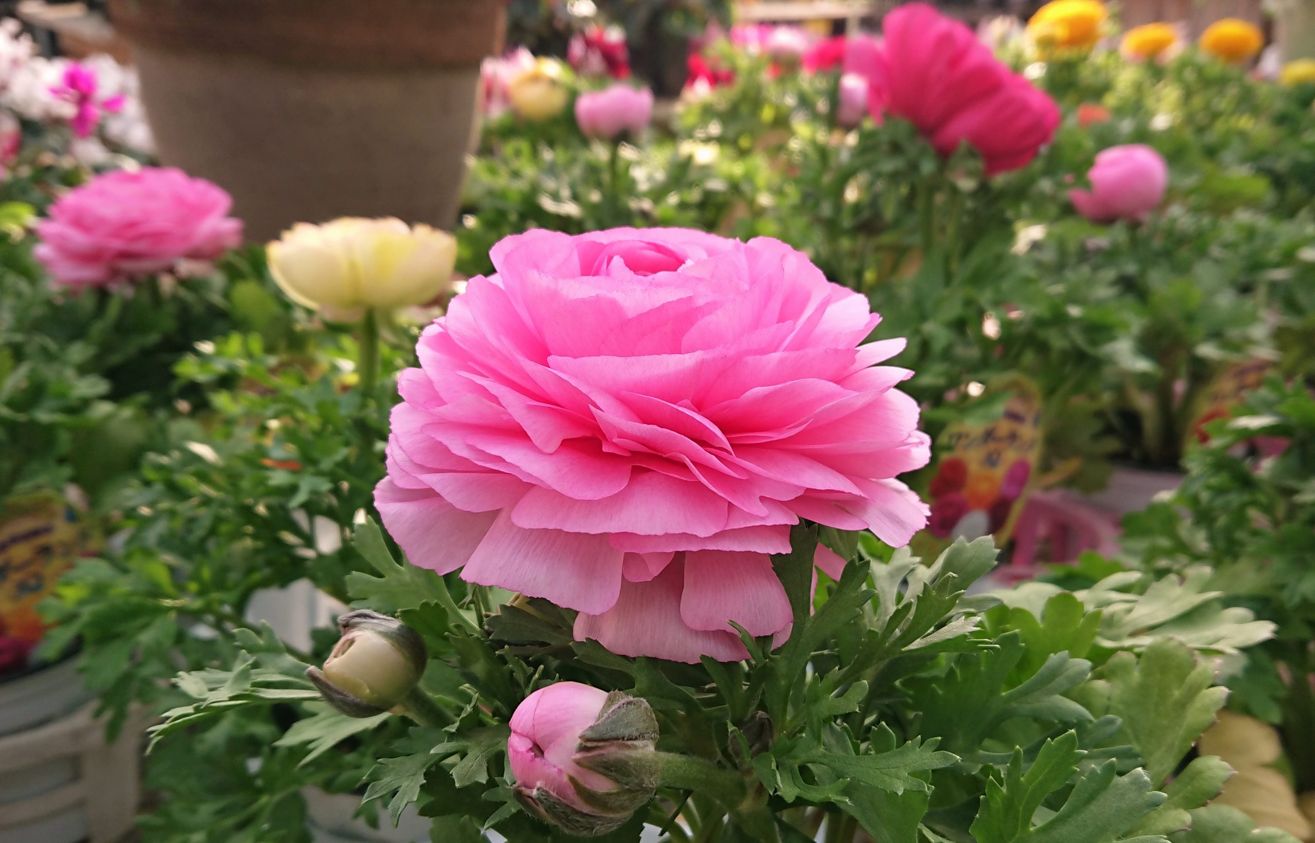 おうち時間を 楽しもう ラナンキュラス くらしに花 心に華 平田ナーセリー