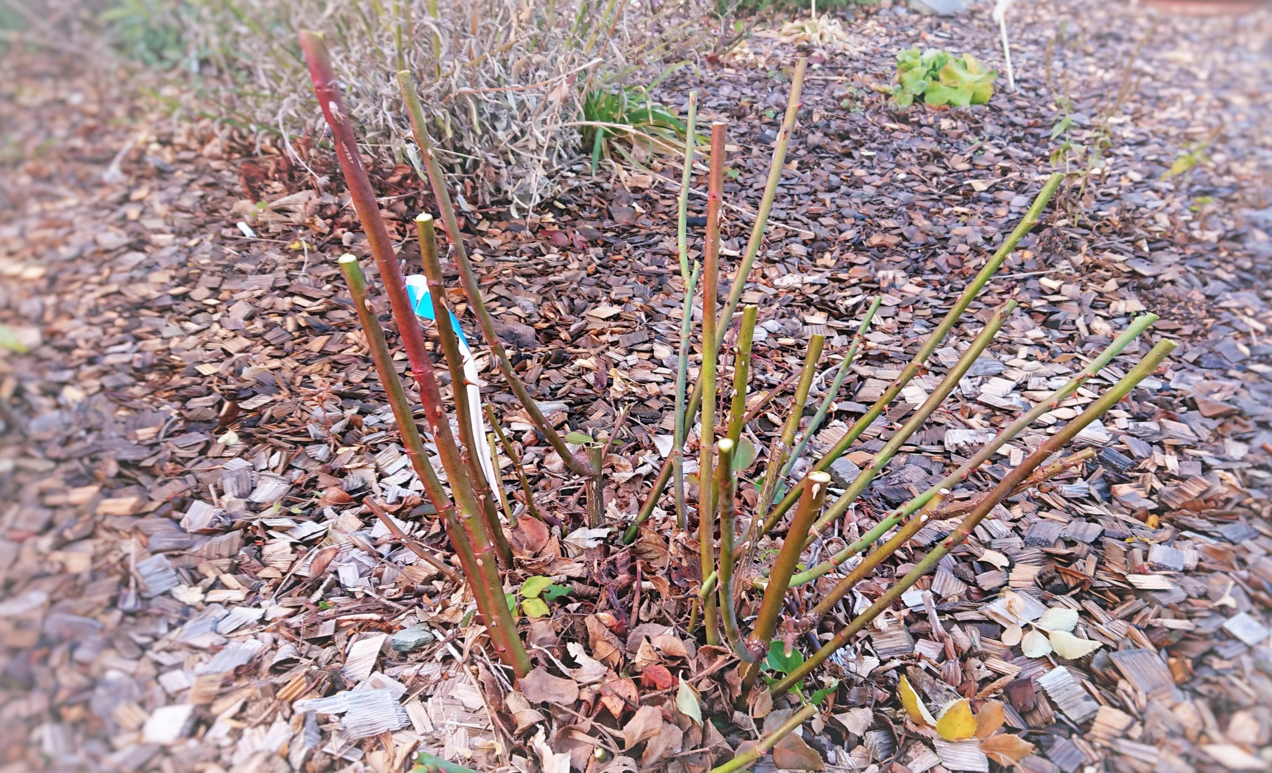 バラの冬剪定 寒肥作業 シーズン到来 くらしに花 心に華 平田ナーセリー