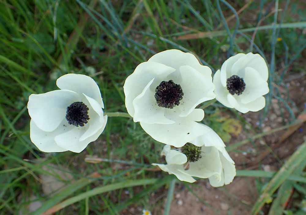 Ranunculus asiaticus in Kavo Gkreko, Cyprus