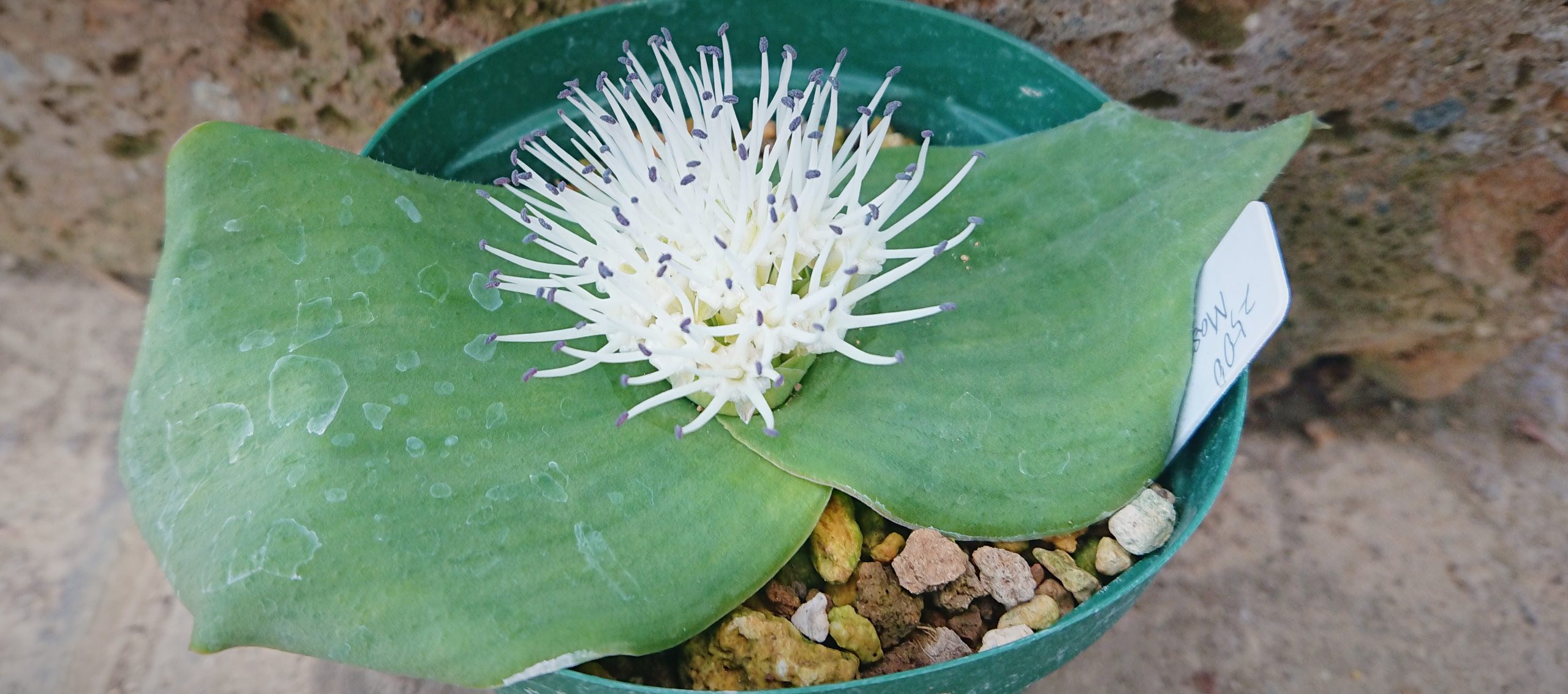 とし　球根 南アフリカのおもしろい球根植物たち | くらしに花、心に華