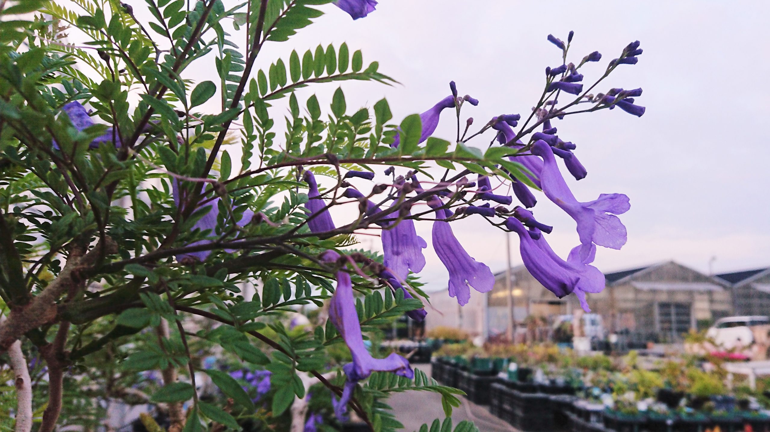My Green Fair 観葉植物がアツい | くらしに花、心に華「平田ナーセリー」