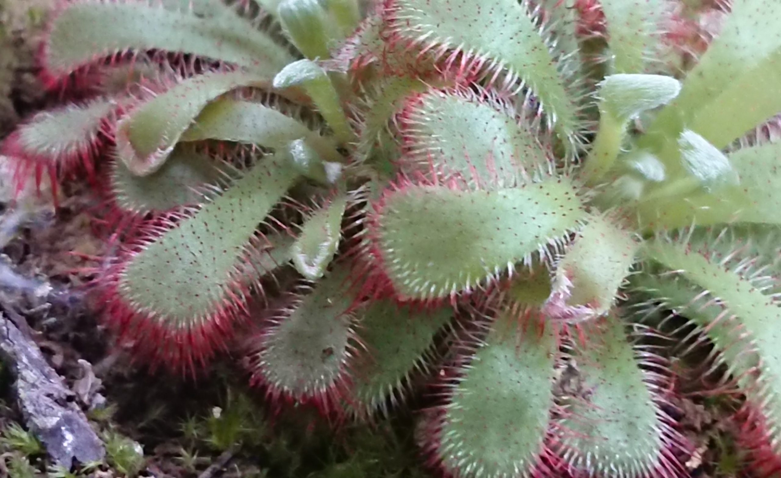 動く植物 食虫植物が おもしろい くらしに花 心に華 平田ナーセリー