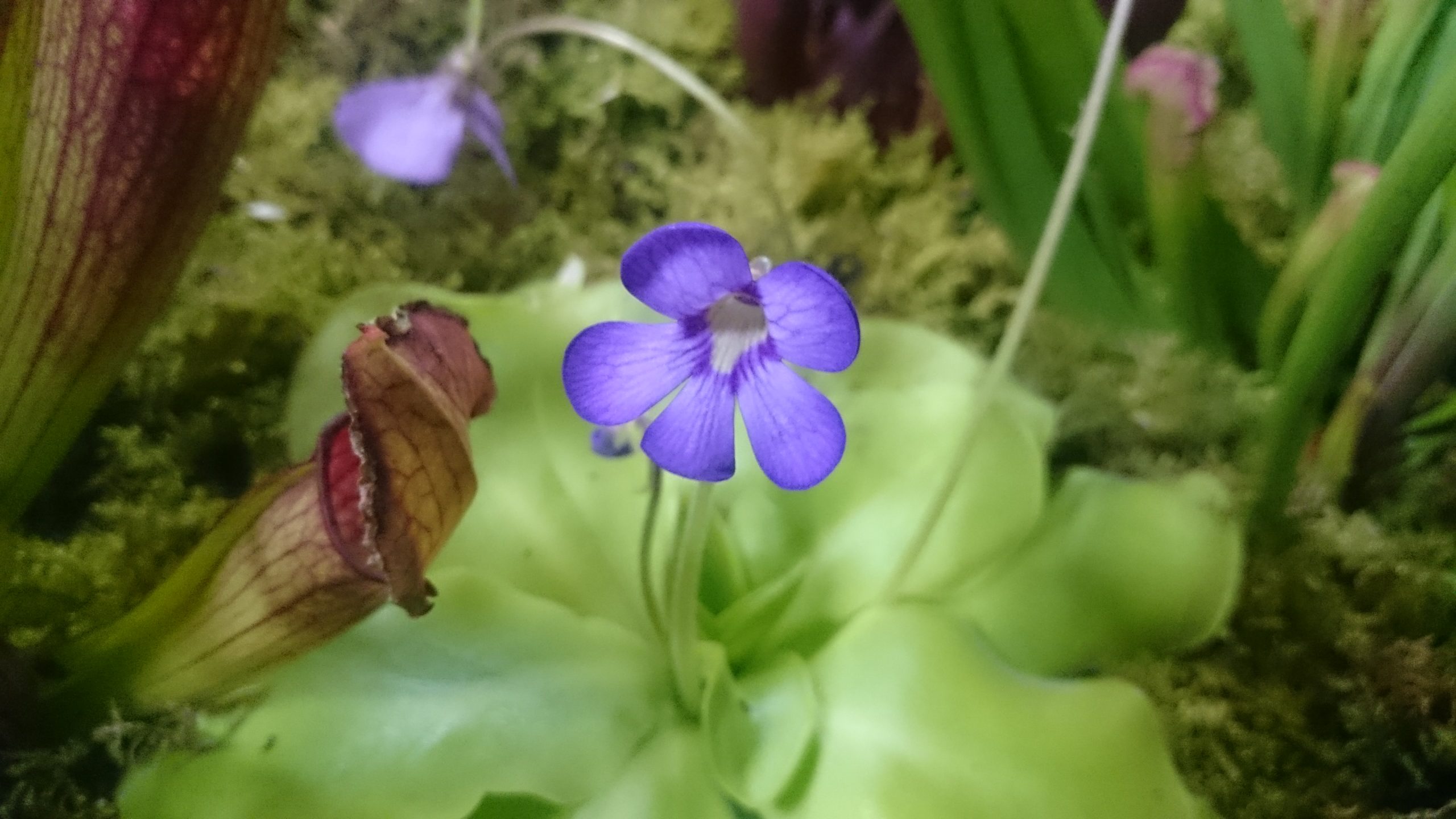 動く植物 食虫植物が おもしろい くらしに花 心に華 平田ナーセリー