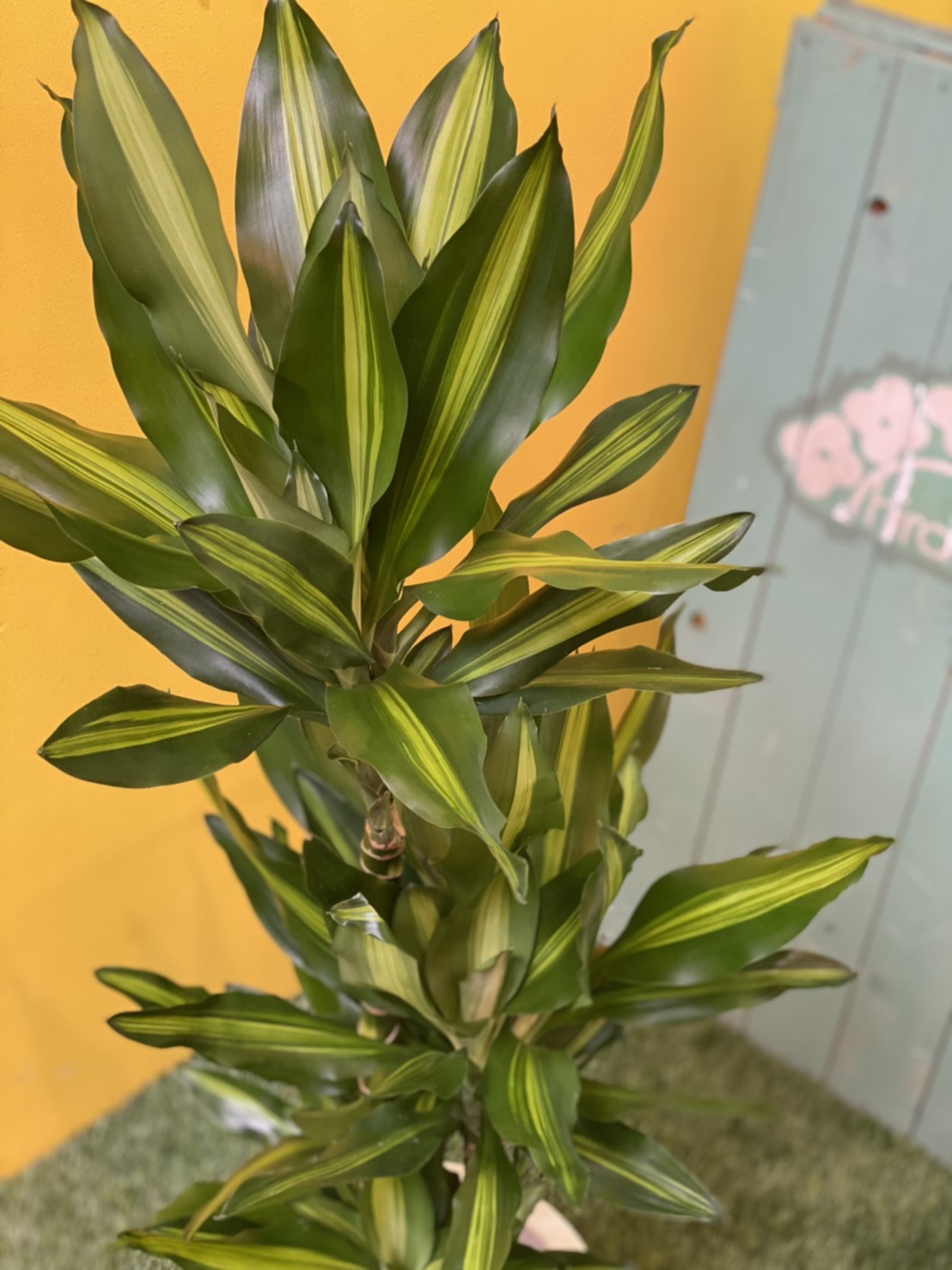 ソング・オブ・インディア no1 COOLな樹形