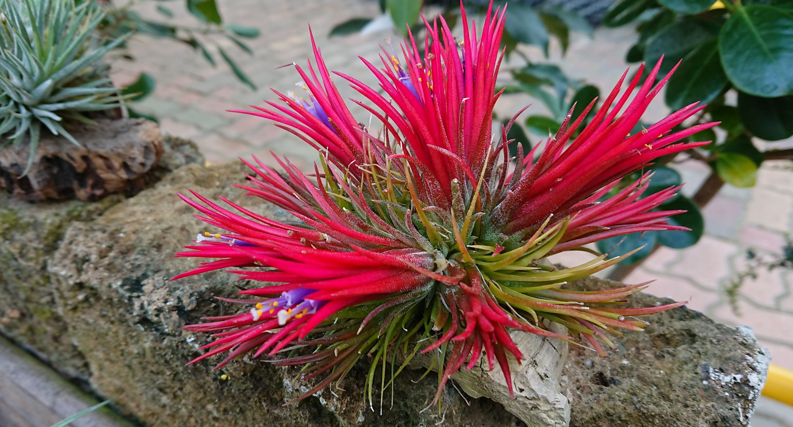 手間いらずのチランジア | くらしに花、心に華「平田ナーセリー」
