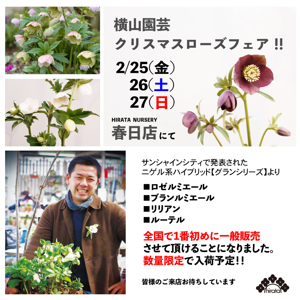 2 25 金 26 土 27 日 横山園芸クリスマスローズフェア 春日店 くらしに花 心に華 平田ナーセリー