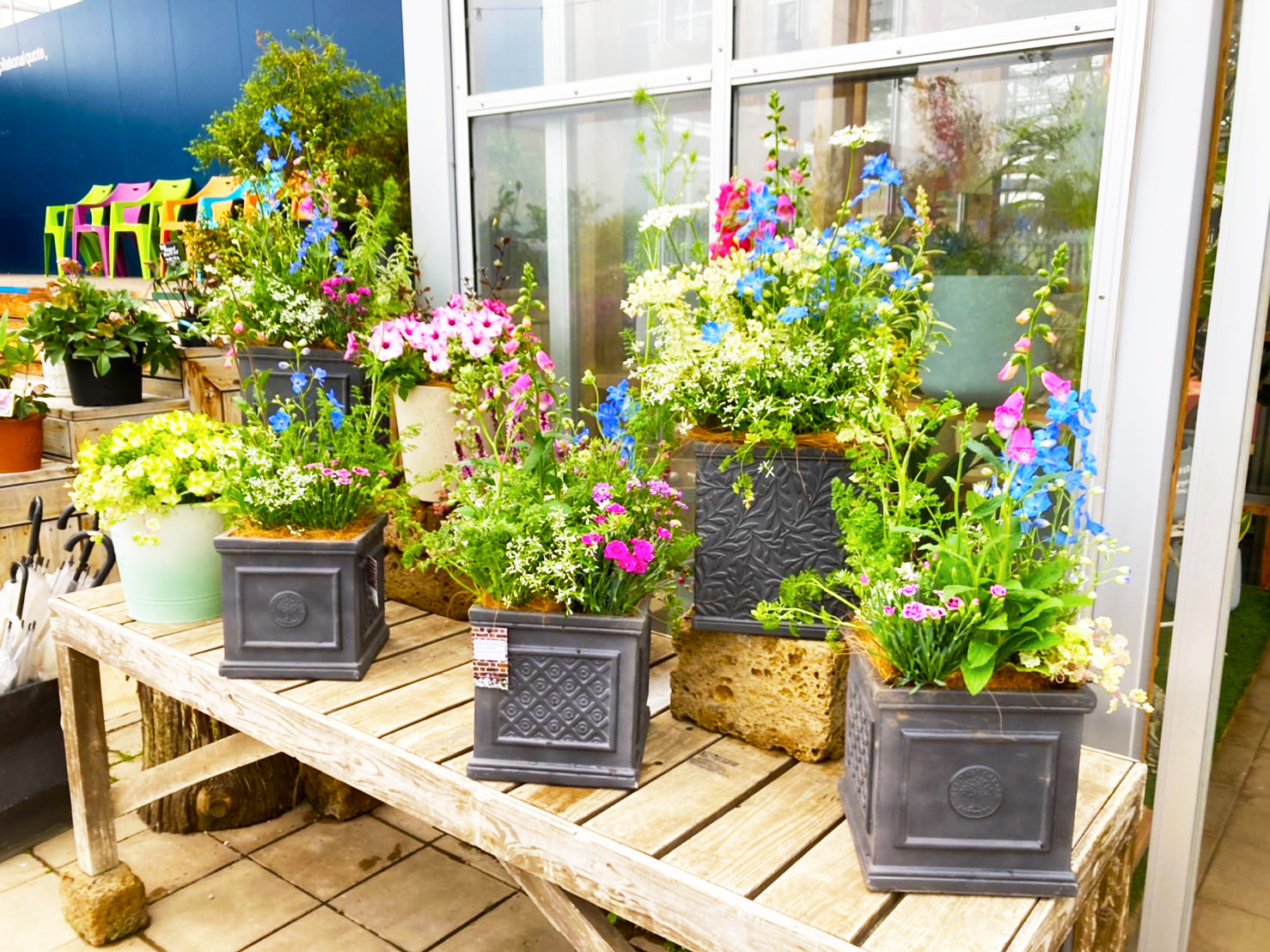 2022.4.22(金）メルマガ・LINE＠会員様【花苗】【観葉植物】【鉢（プラ