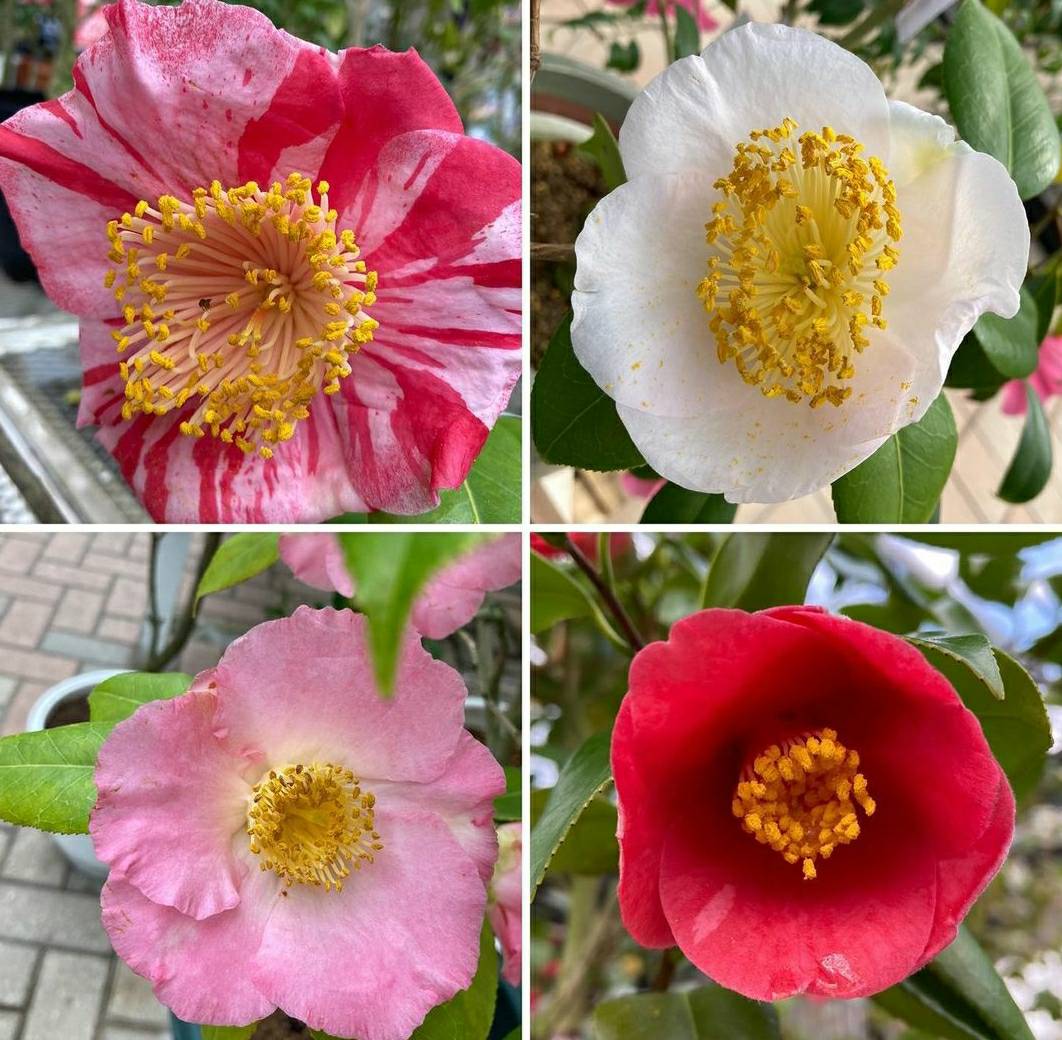 椿も桜もお花見シーズン！5倍ポイントセール開催！ | くらしに花、心