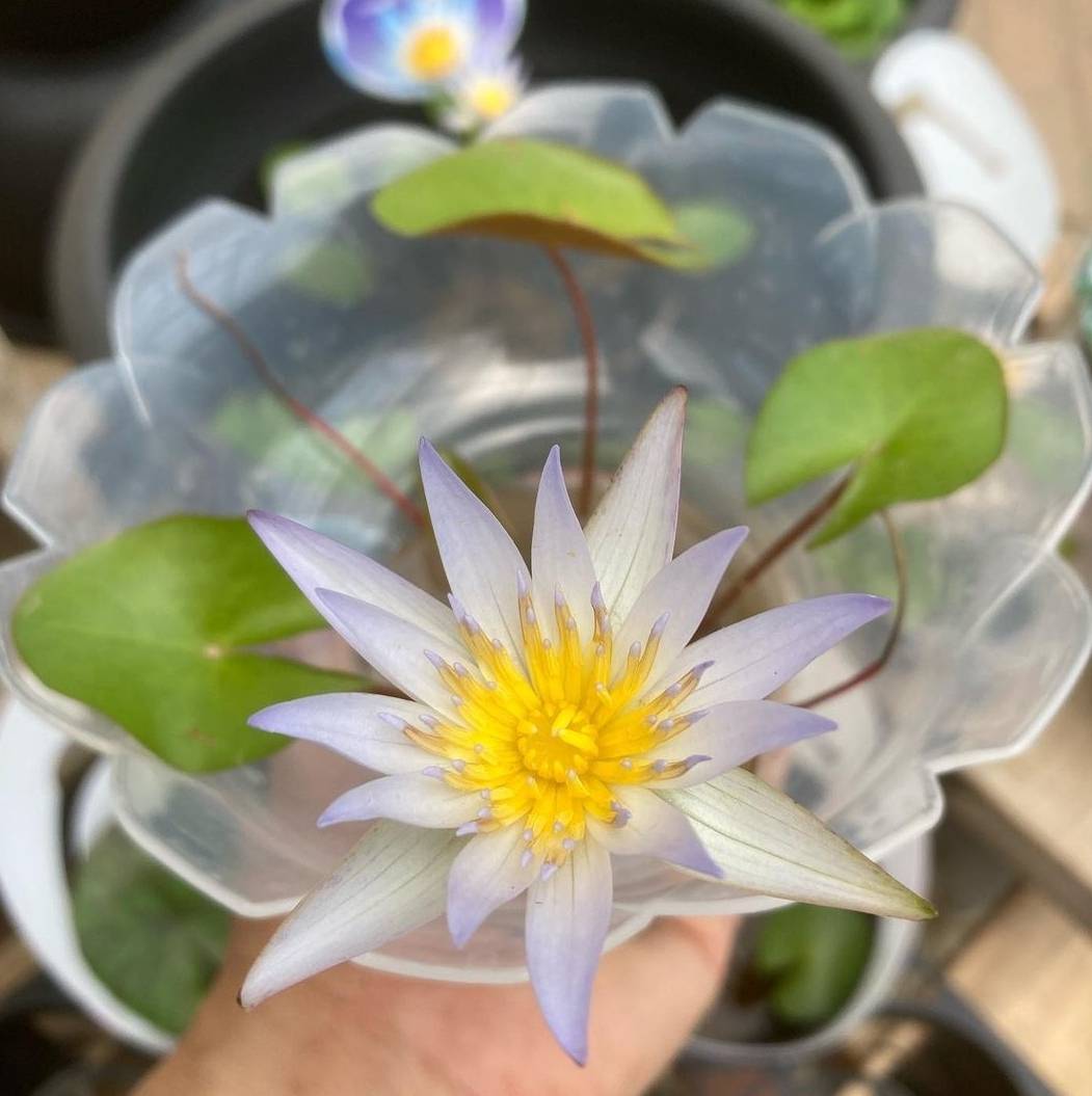 2023.6.9（金）梅雨を吹き飛ばせ！5倍ポイントセール | くらしに花、心