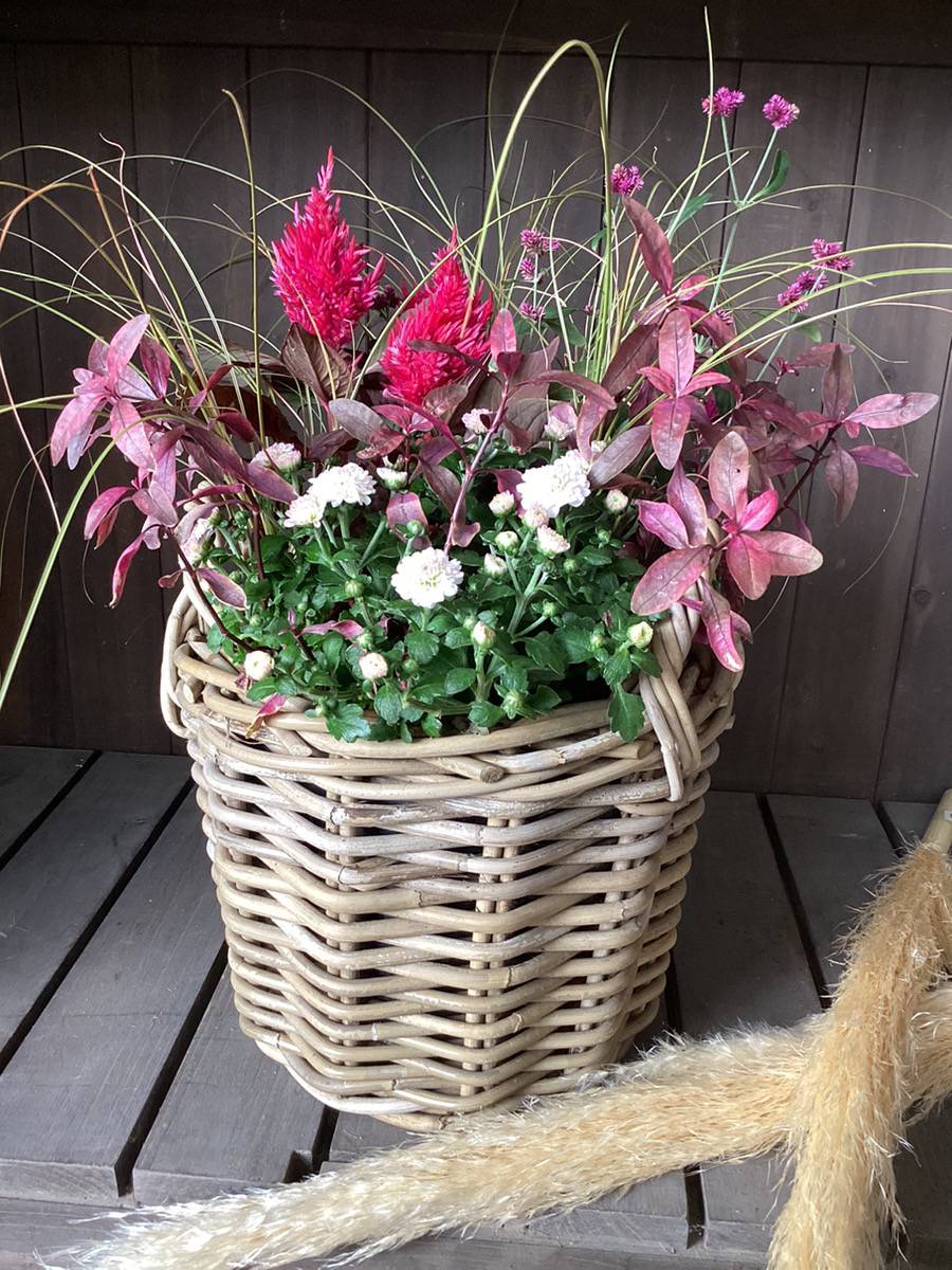 2024.9.6(金)秋の花が続々入荷中！！ | くらしに花、心に華「平田