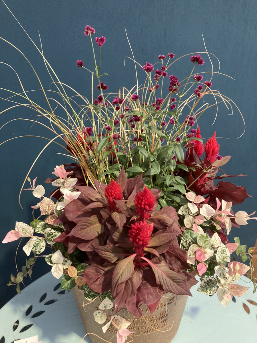 鉢（フリスキー） 鉢（フリスキー様専用） - メルカリ