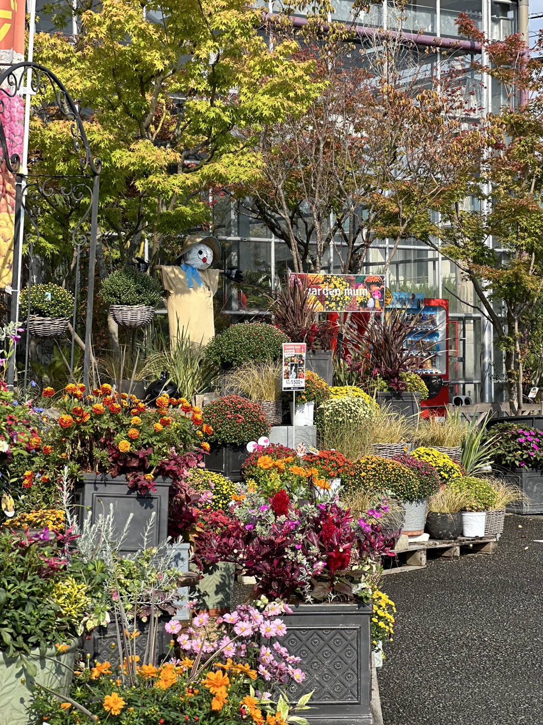 2023.10.20（金）Hello Autumn！秋の園芸は楽しい！ | くらしに花、心