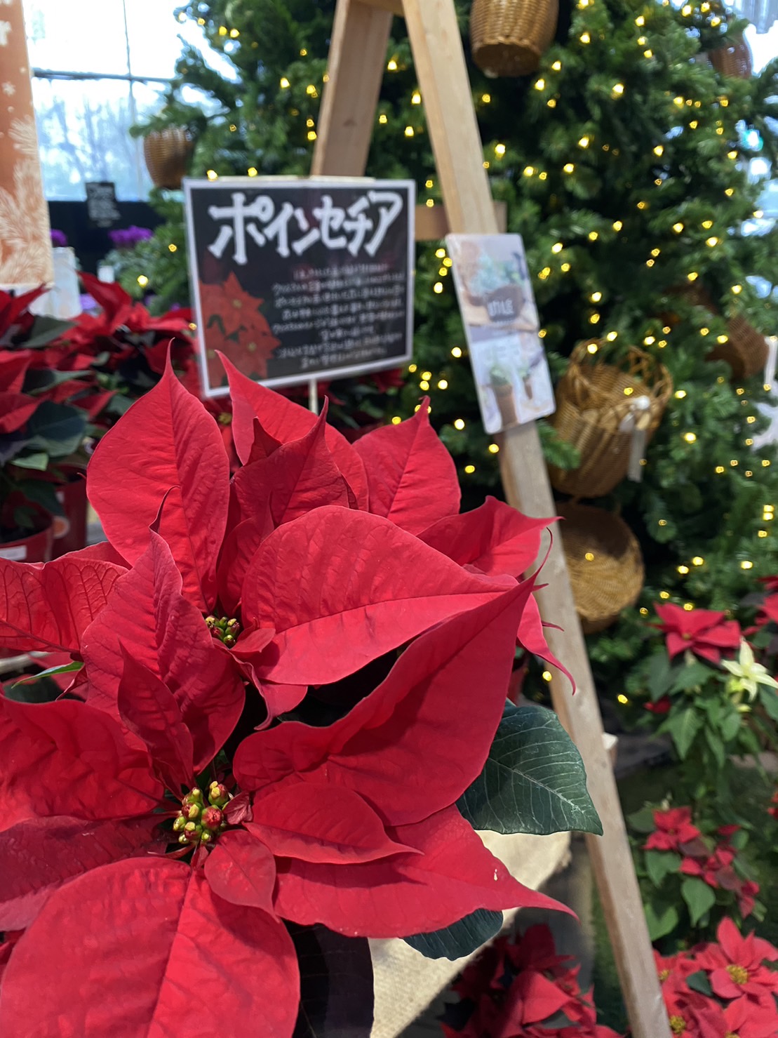 2023.12.15(金)ハッピークリスマスセール2023 開催！ | くらしに花、心