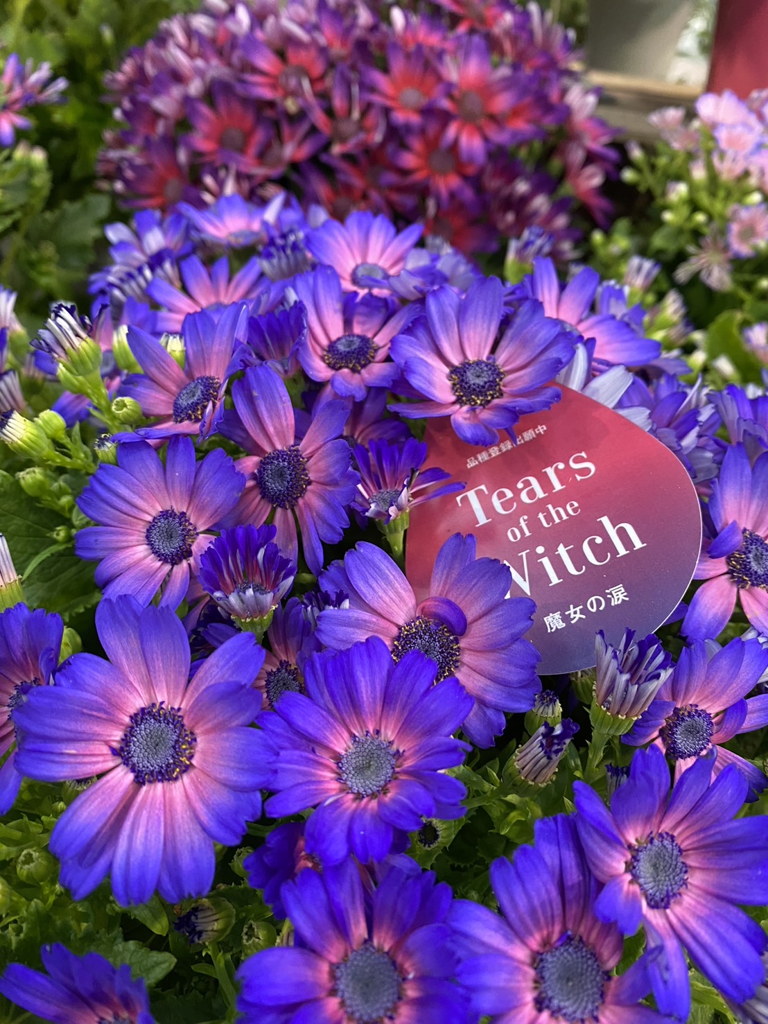 2024.2.23季節先取りの早春の花いっぱい | くらしに花、心に華「平田