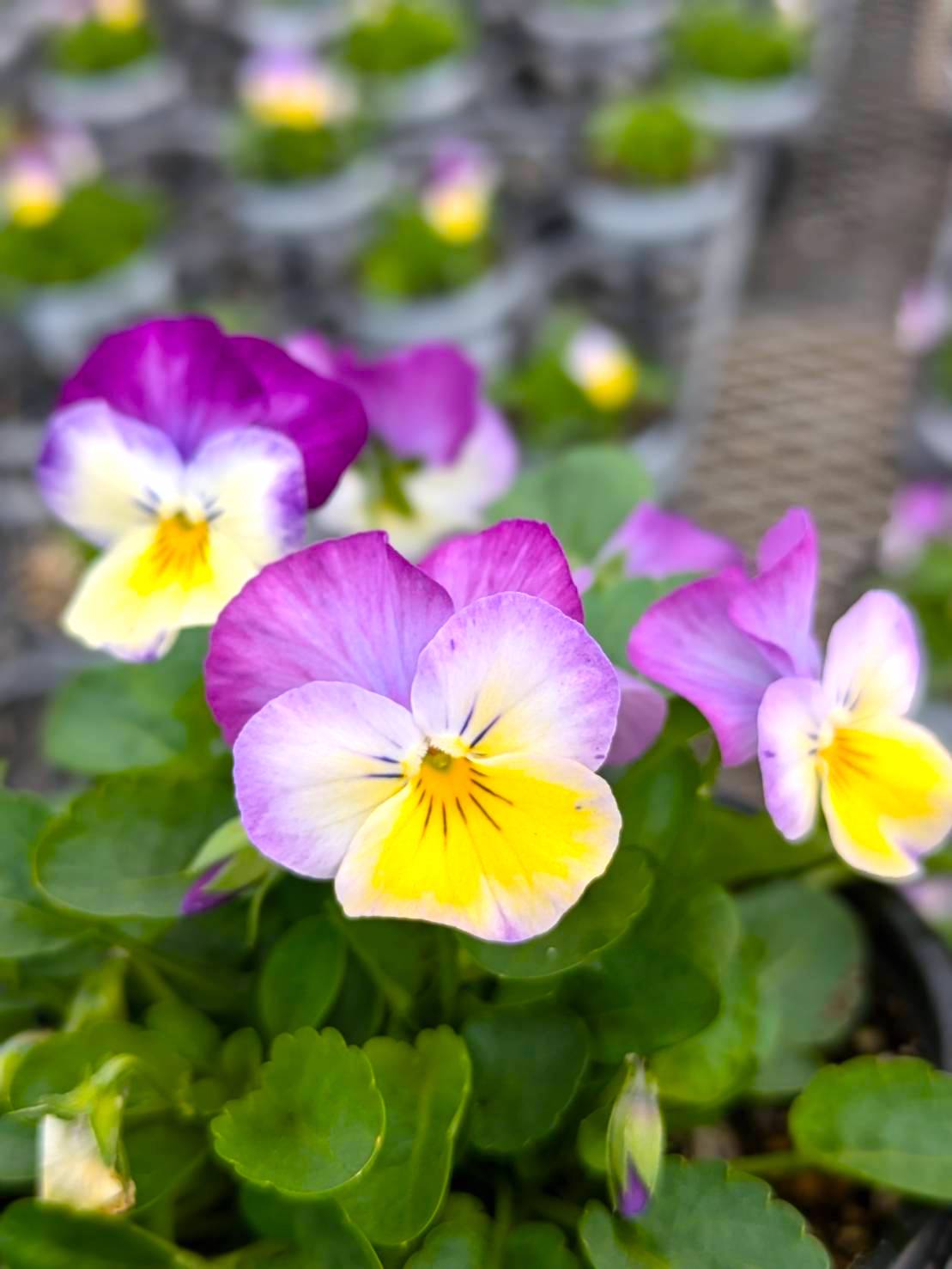 2024.11.01（金）パンジー＆ビオラフェア 花育キャンペーン | くらしに