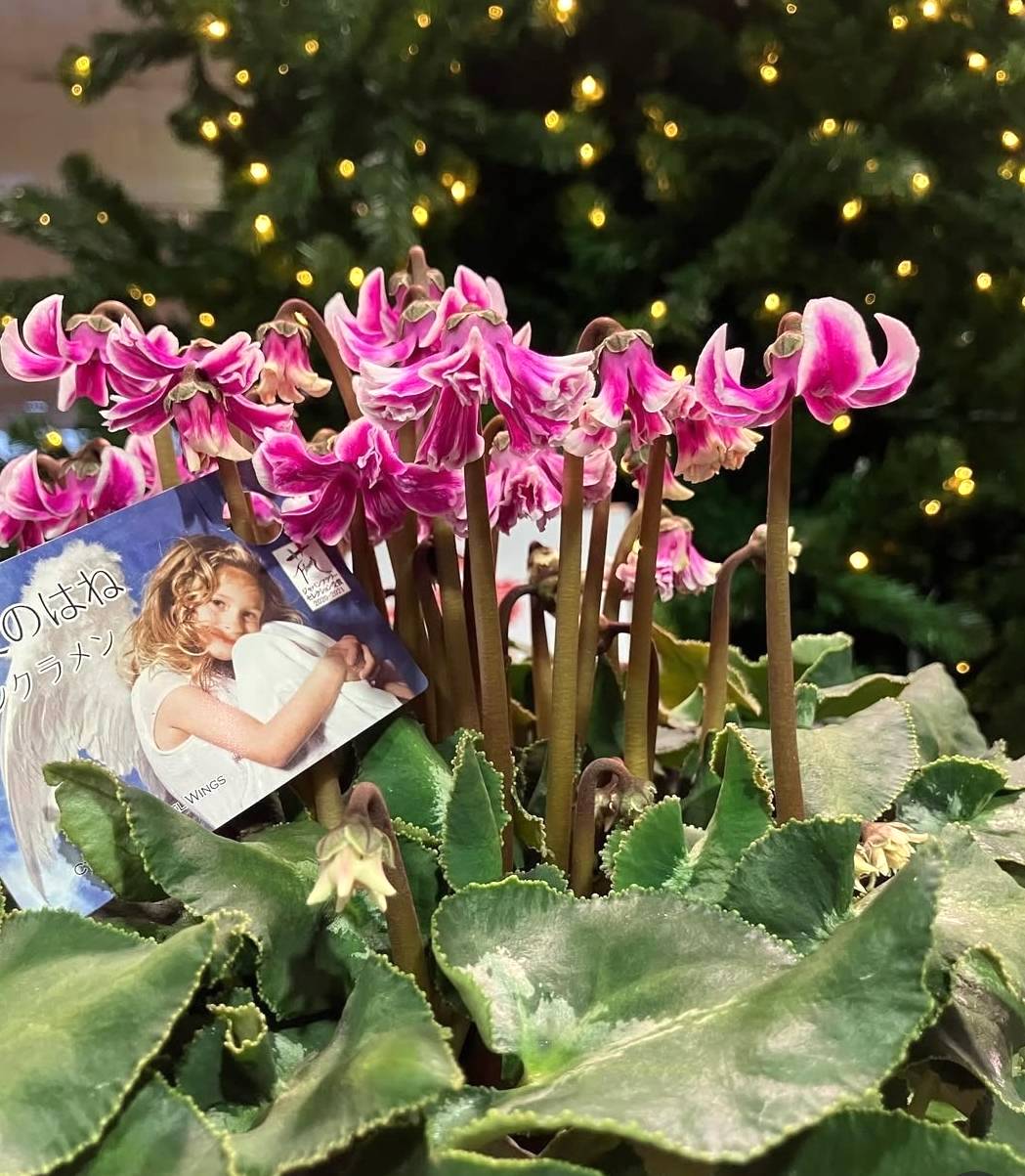 2024.12.6（金）御歳暮・クリスマスギフトフェア | くらしに花、心に華