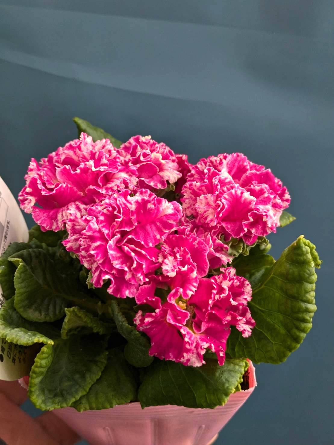 【22万円から、お正月特価に値下げしました。】流木？のオブジェ/花立/その他 22万円から、お正月特価に値下げしました。】流木？のオブジェ/花立/その他