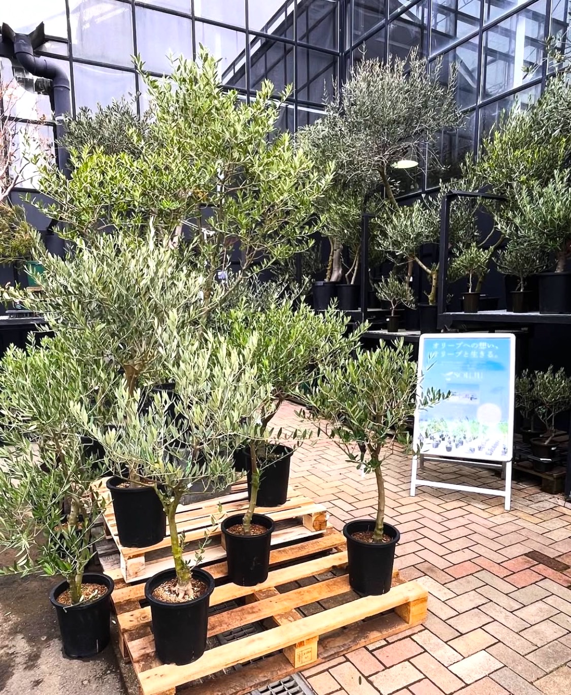 2025.2.28（金）待ちに待った春！ オリーブフェア開催！ | くらしに花