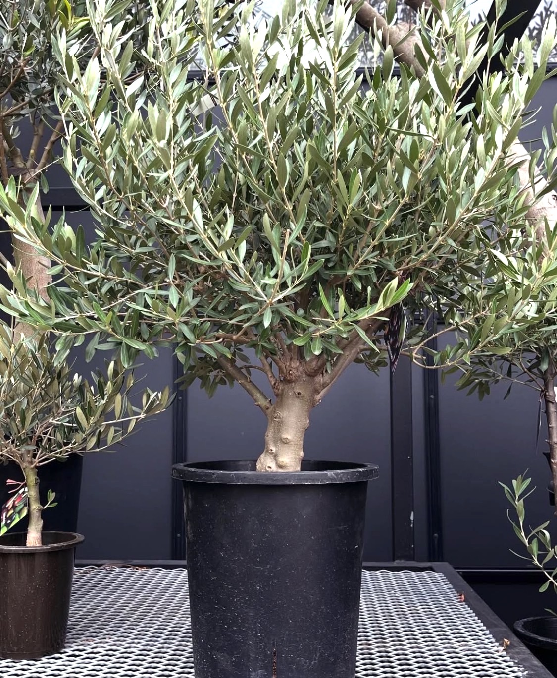 2025.3.7（金）それぞれの、節目の季節。 新生活、ギフト、応援致し