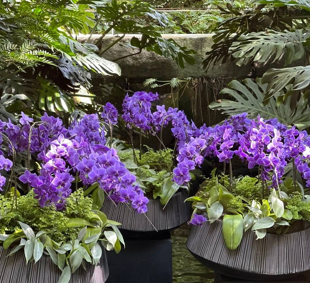 【新品未使用】江厭離の蓮花灯　陳情令 3周年限定 クラファン 供華灯 いろはあかりS(蓮/鉄線) [CONCENT]コンセント