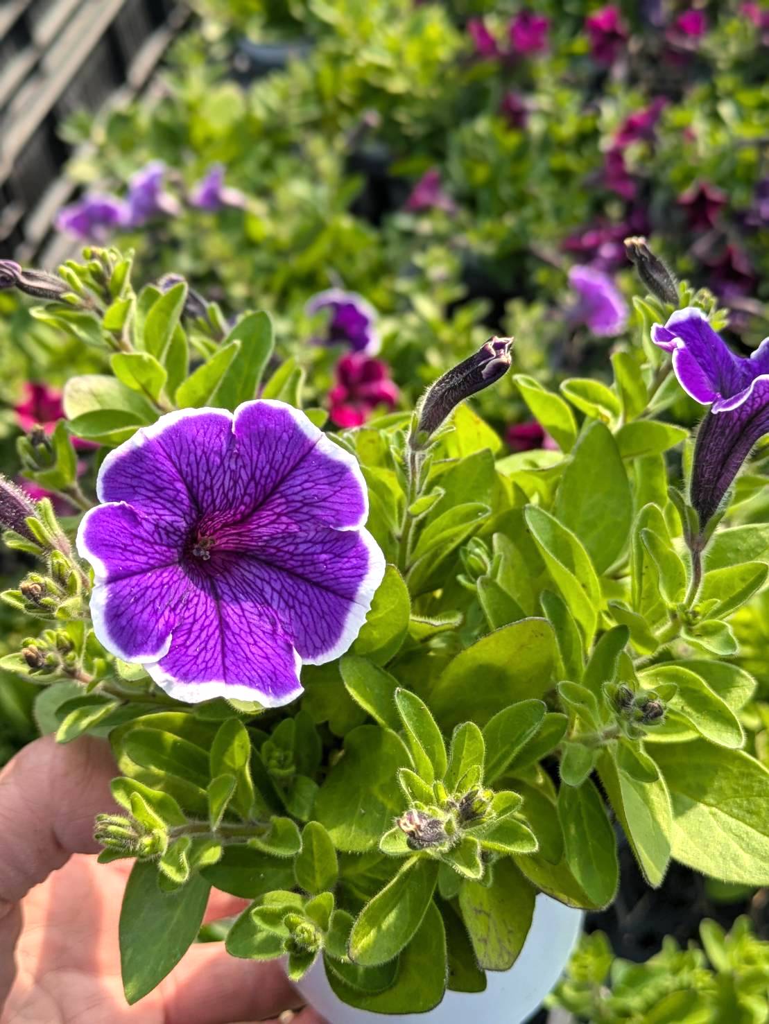 2025.4.18(金）花も野菜も今が買い時！ | くらしに花、心に華「平田