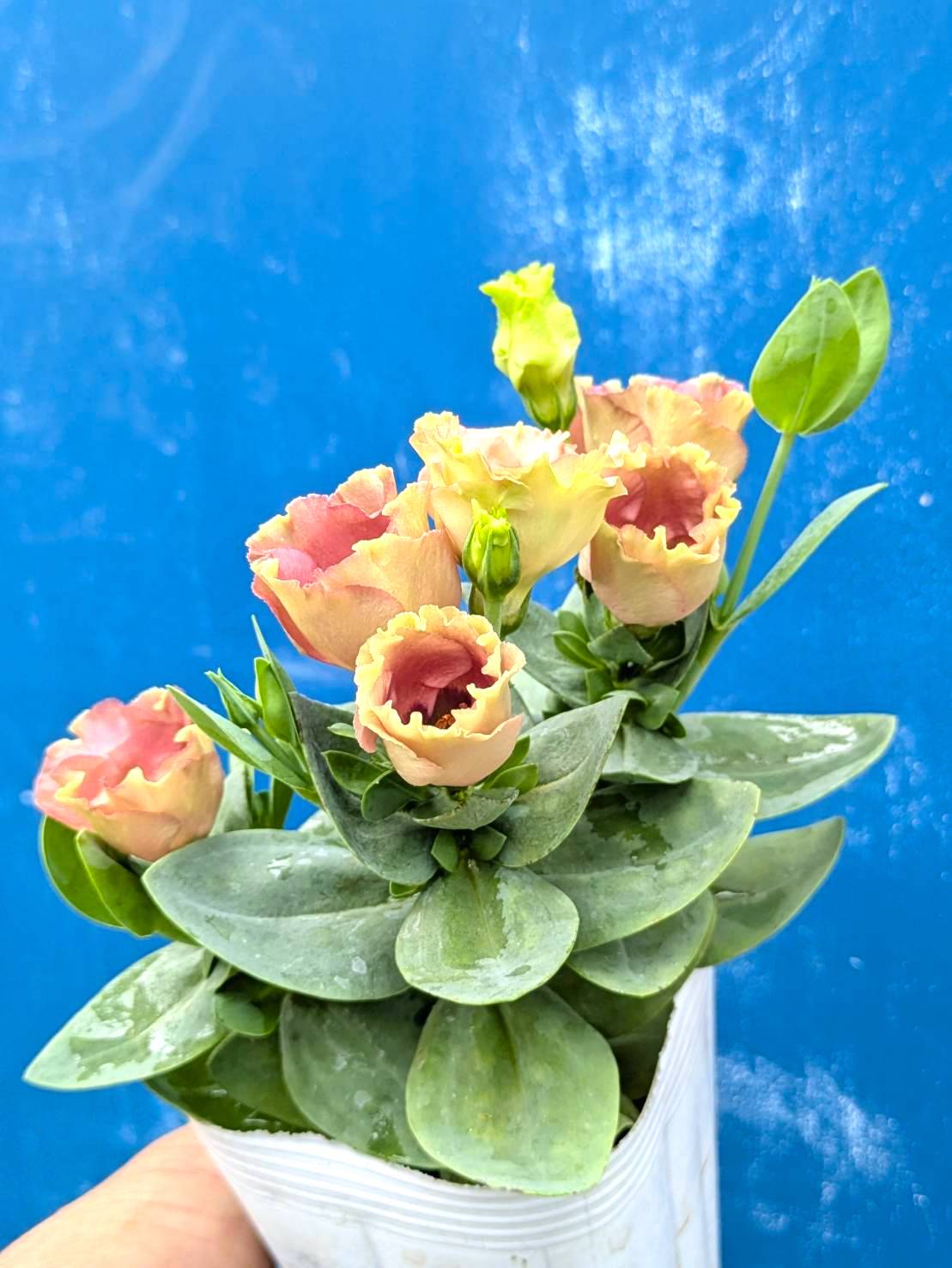 花ページ Z/X -Zillions of enemy X- | 商品一覧 | TCG / サプライ | 株式会社