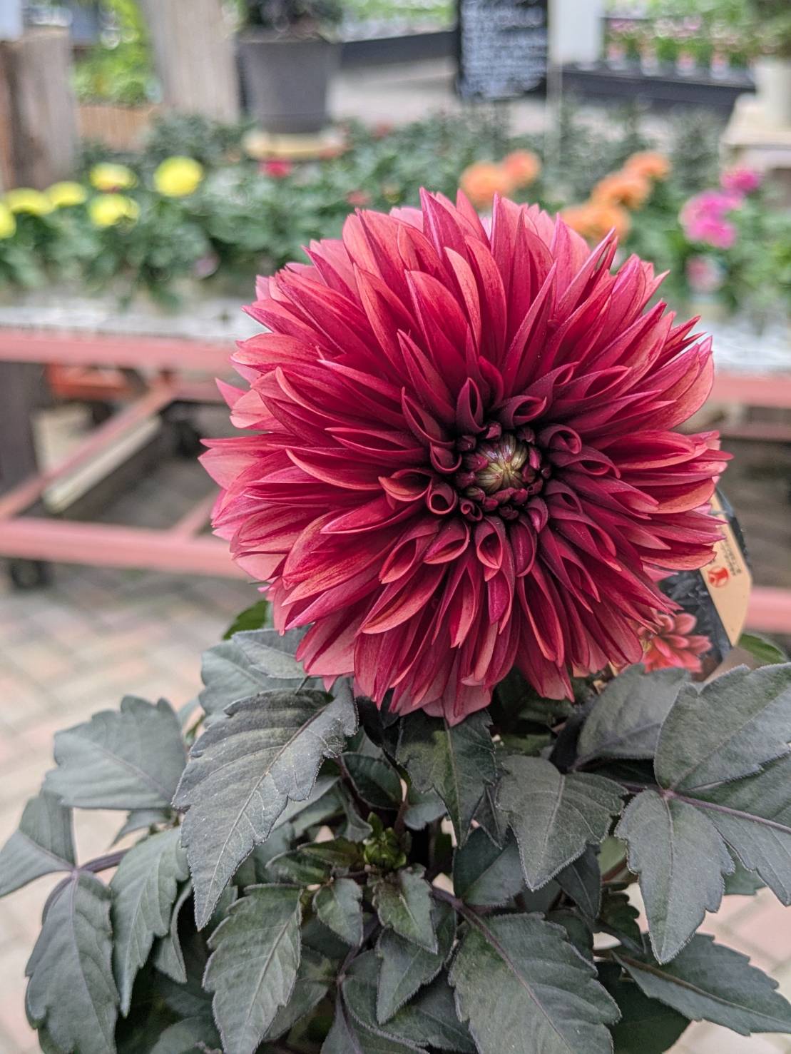 2025.10.11(土)秋の人気植物続々入荷中！！ | くらしに花、心に華