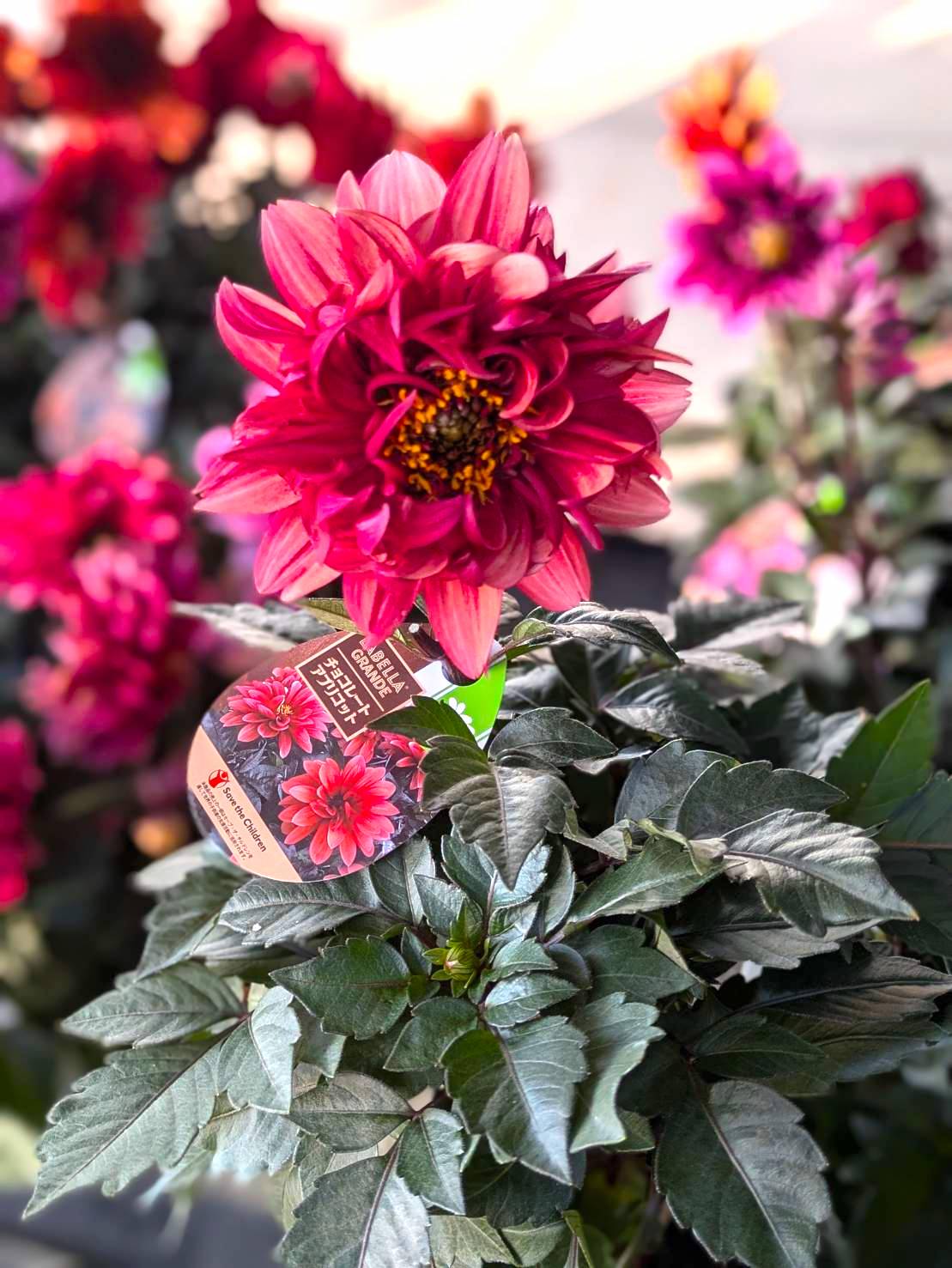 2025.10.17（金）実りの秋！ 園芸の秋！ | くらしに花、心に華「平田