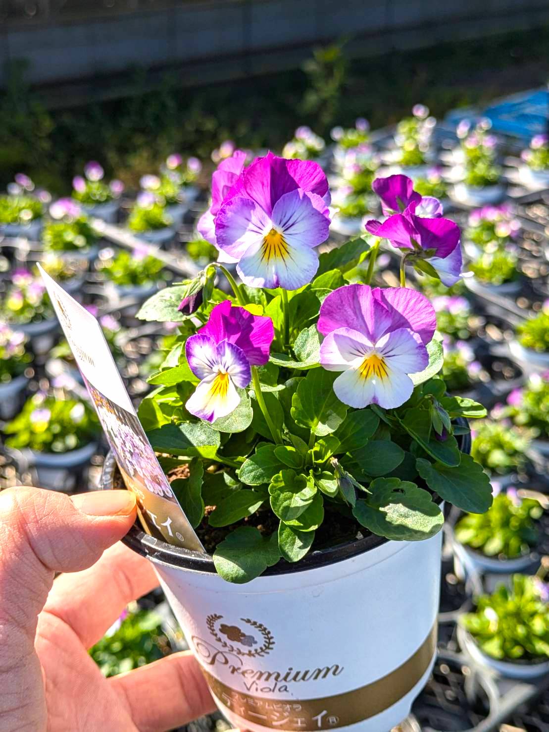 2025.11.1（土）3連休は花と緑で癒しを！ | くらしに花、心に華「平田