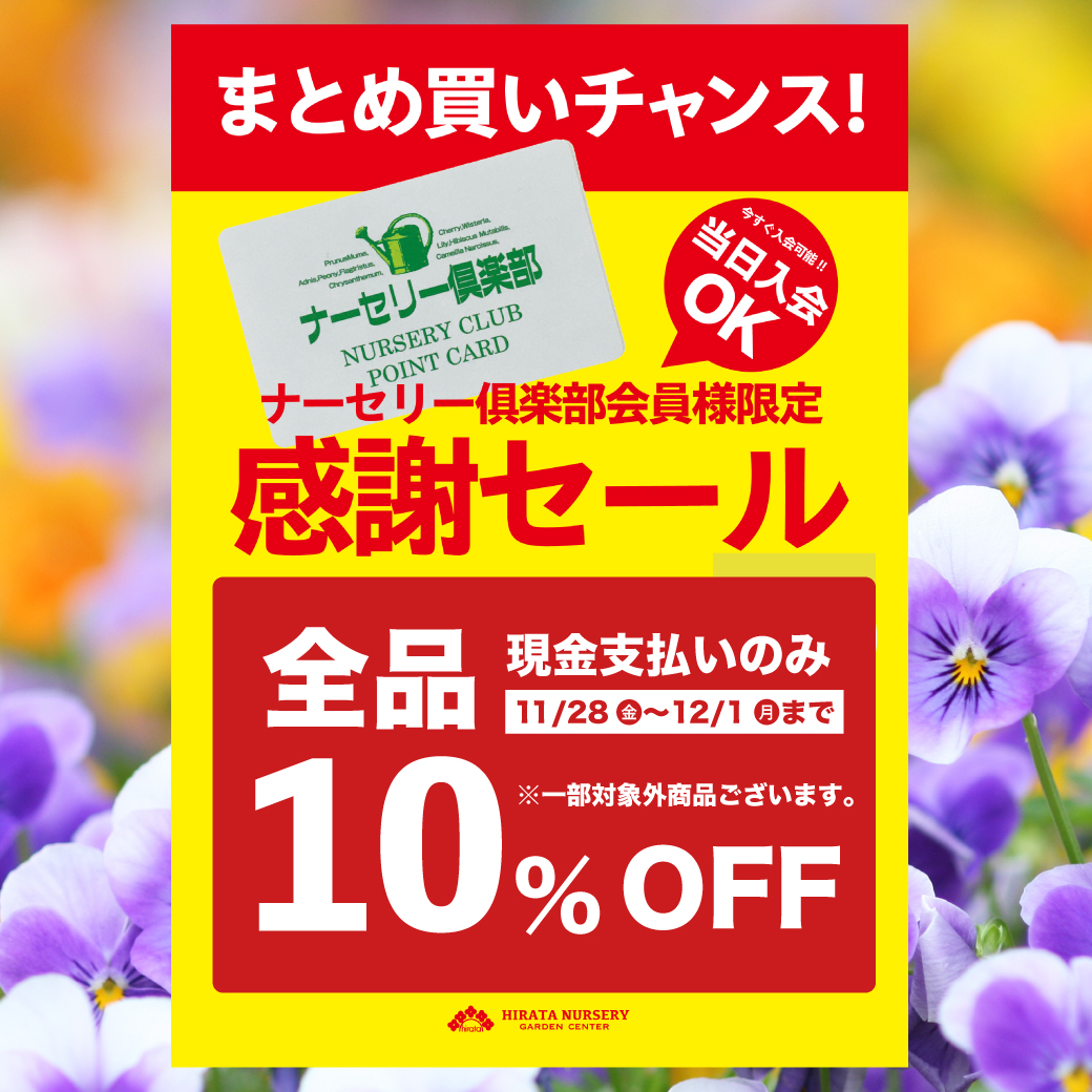 7月出品予定　バラ売り可→コメントで 2025.11.28（金）ナーセリークラブ会員様感謝セール | くらしに花、心