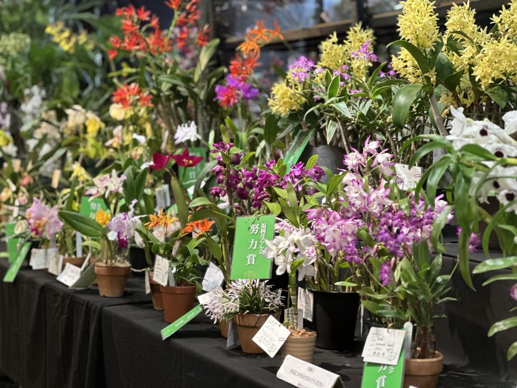 2026『福岡蘭展』2月20日（金）・21日（土）・22日（日）・23日（祝